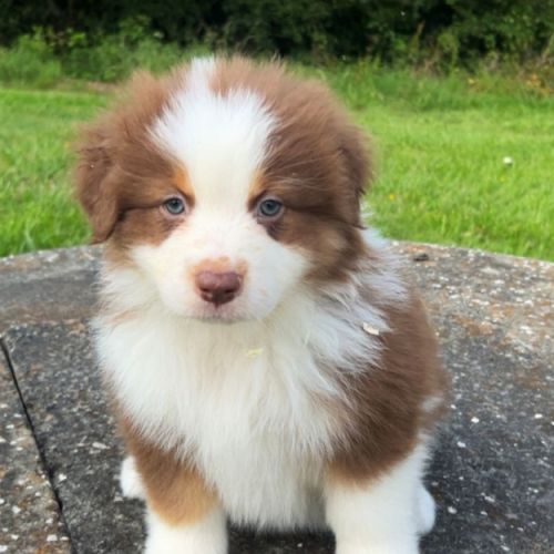 Bergers australiens chiots lof #6