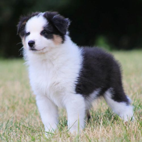 Bergers australiens chiots lof disponibles #1