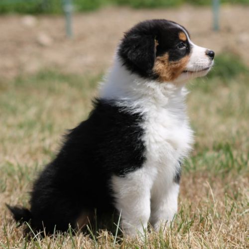 Bergers australiens chiots lof disponibles #3