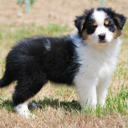 Bergers australiens chiots lof disponibles #4