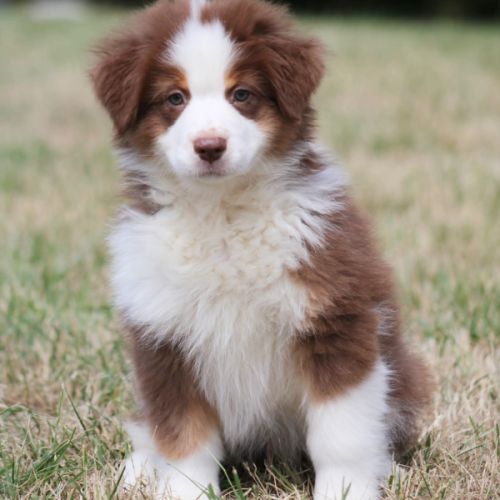 Bergers australiens chiots lof disponibles