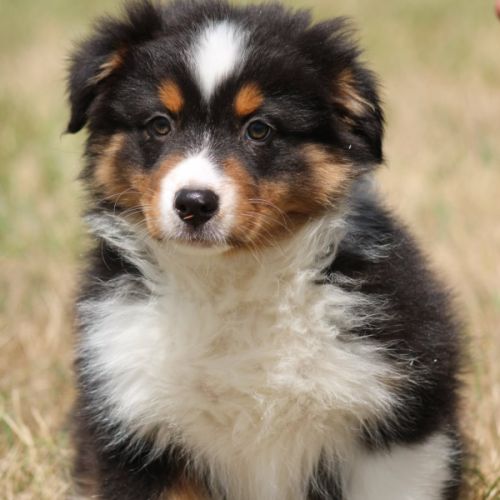 Bergers australiens chiots lof disponibles #6