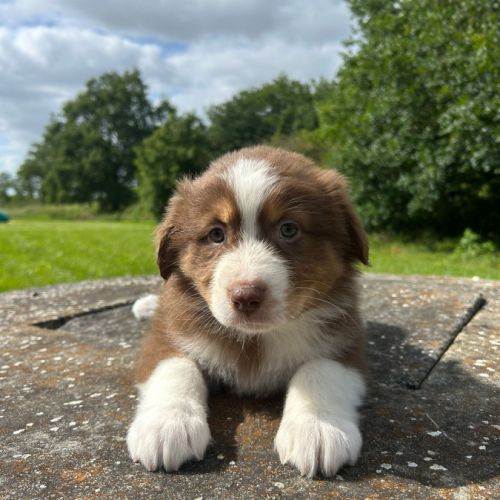 Bergers australiens chiots lof #7