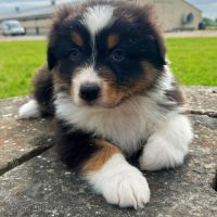 Bergers australiens chiots lof #3