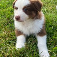 Bergers australiens chiots lof #0