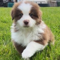 Bergers australiens chiots lof #5