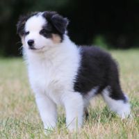 Bergers australiens chiots lof disponibles #1