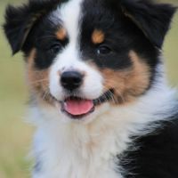 Bergers australiens chiots lof disponibles #2