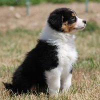 Bergers australiens chiots lof disponibles #3
