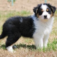 Bergers australiens chiots lof disponibles #4