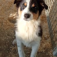 Berger australien  chiot femelle lof disponible