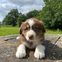 Bergers australiens chiots lof #7