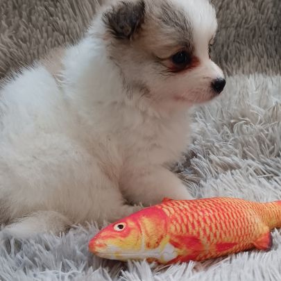 Chiot spitz allemand #1