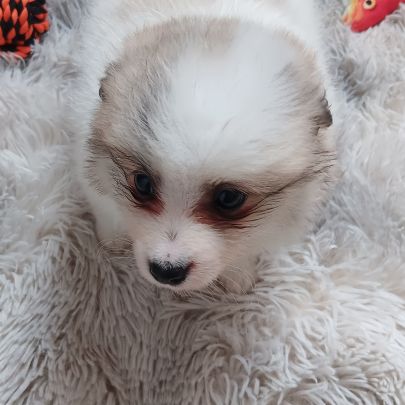 Chiot spitz allemand #3