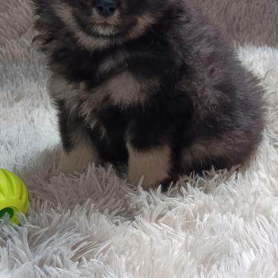Chiot spitz allemand #4