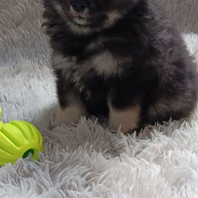 Chiot spitz allemand #5