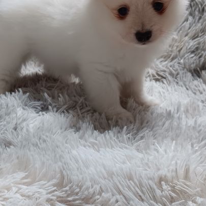 Chiot spitz allemand #6