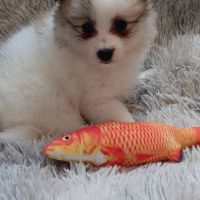 Chiot spitz allemand #2