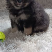 Chiot spitz allemand #4