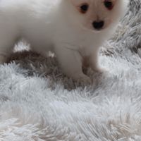 Chiot spitz allemand #6