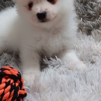 Chiot spitz allemand #0