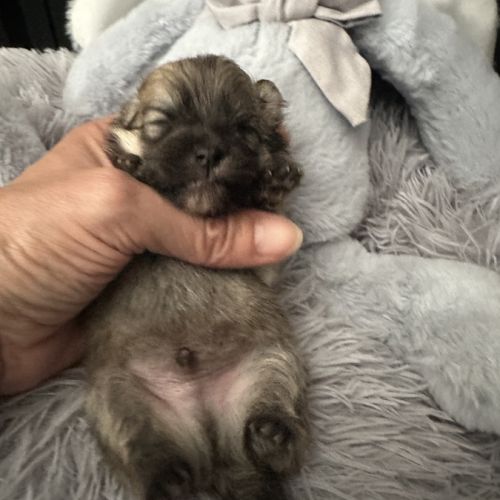 À réserver bébé spitz #0