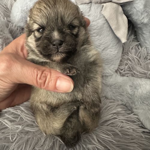 À réserver bébé spitz #2