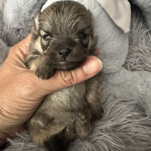 À réserver bébé spitz #3