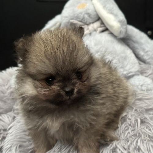 À réserver bébé spitz #2