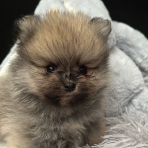 À réserver bébé spitz #3