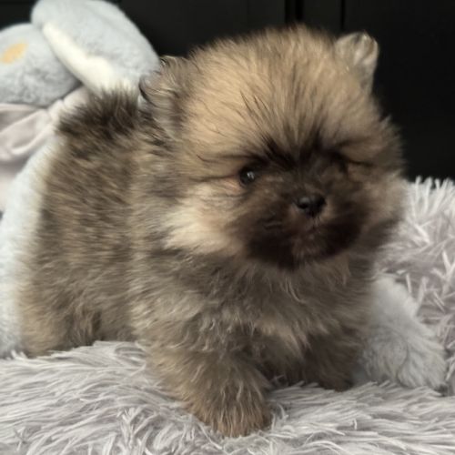À réserver bébé spitz #4