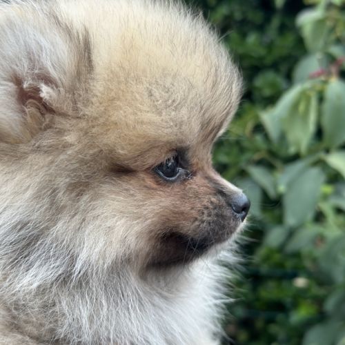 Disponible magnifique spitz