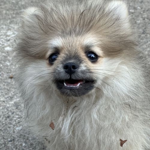 Disponible mâle spitz