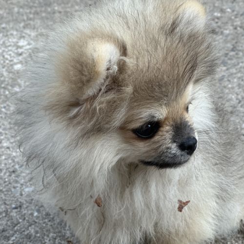 Disponible mâle spitz #2