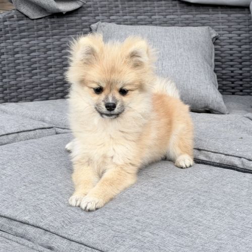 Disponible mâle spitz
