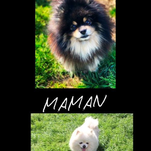 À réserver bébé spitz #5