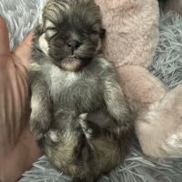 À réserver bébé spitz #4