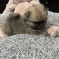 À réserver bébé spitz
