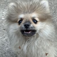 Disponible mâle spitz