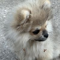 Disponible mâle spitz #2