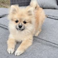 Disponible mâle spitz #2