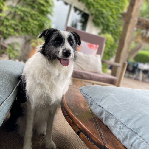 Chienne border collie #3