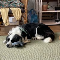 Chienne border collie #1