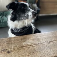 Chienne border collie