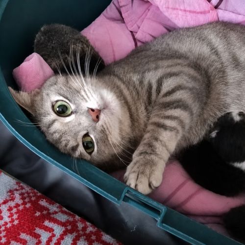 Nala, à l'adoption