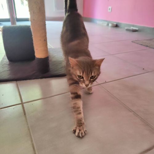 Nala, à l'adoption #2