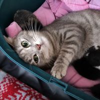 Nala, à l'adoption