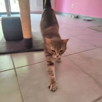 Nala, à l'adoption #2