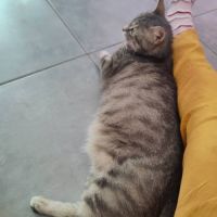 Nala, à l'adoption #3