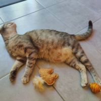 Nala, à l'adoption #4